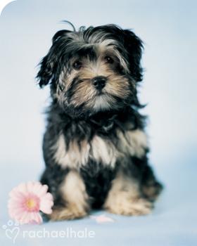 aaaaaaaa bracken.jpg