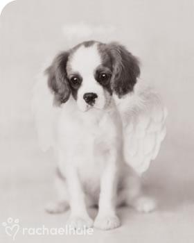 aaaaaaaaaa anjel.jpg